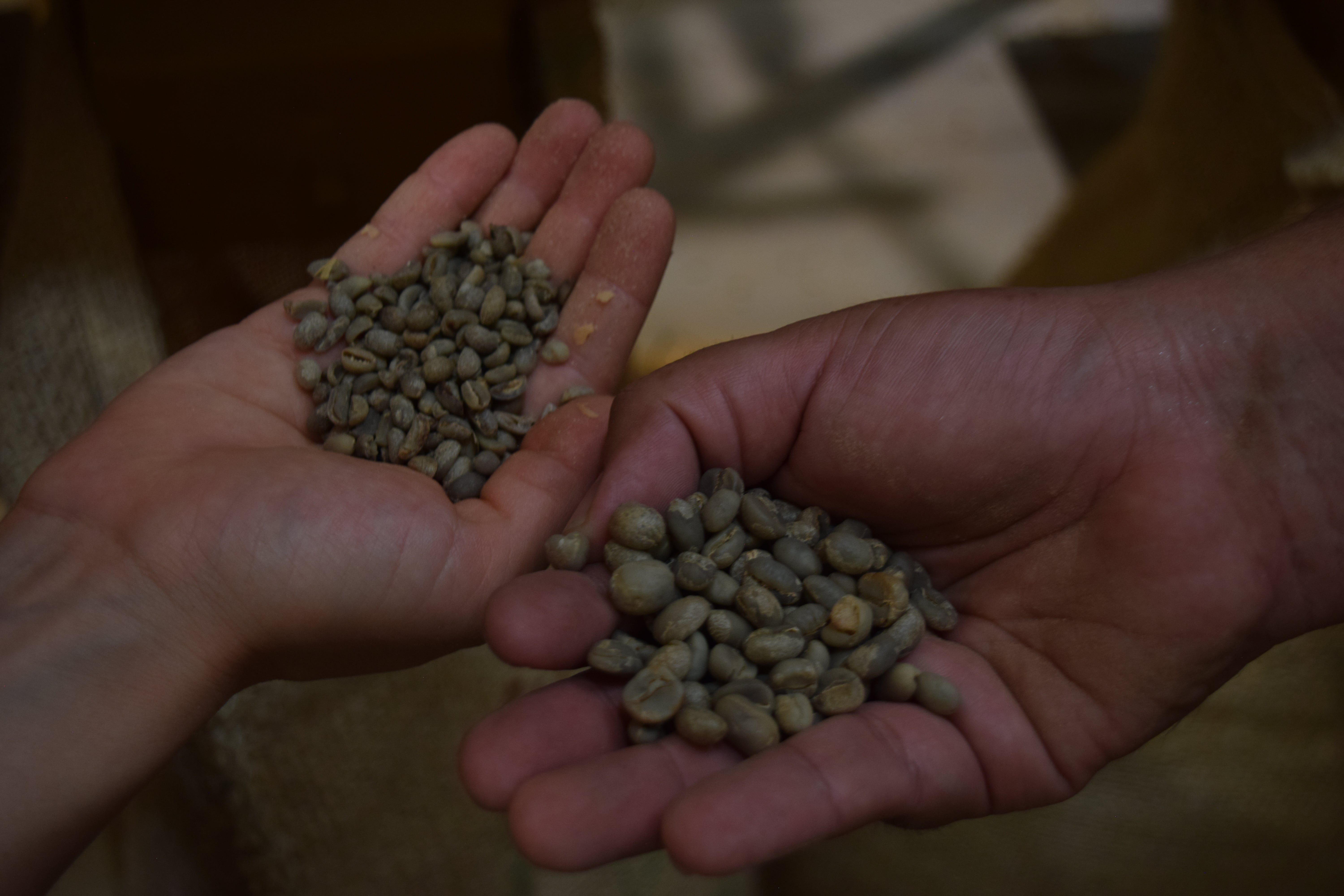 Organic Coffee Chiapas 