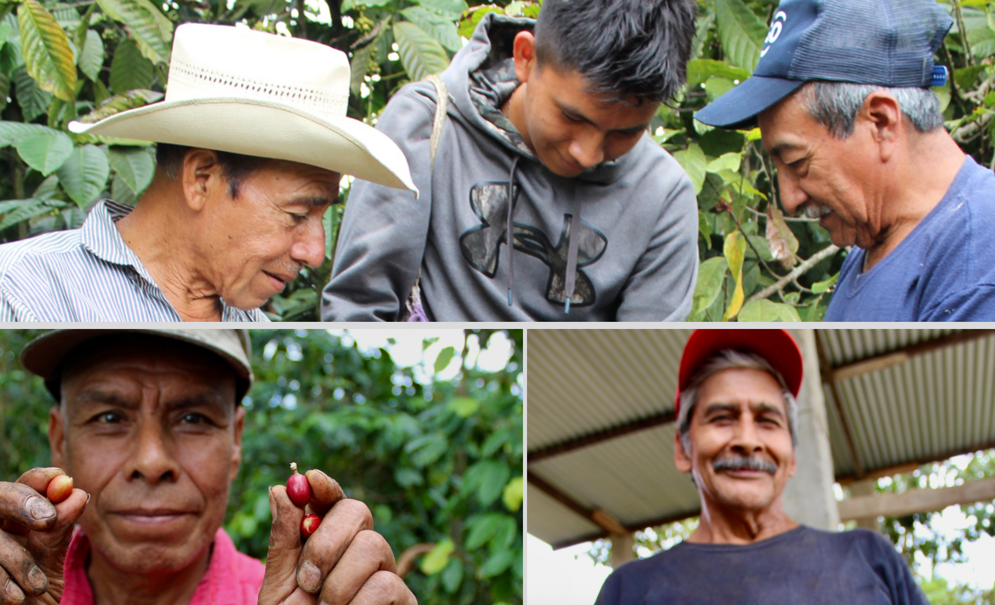 Whole bean coffee - Santa Anita - San Marcos, Guatemala - 12 oz